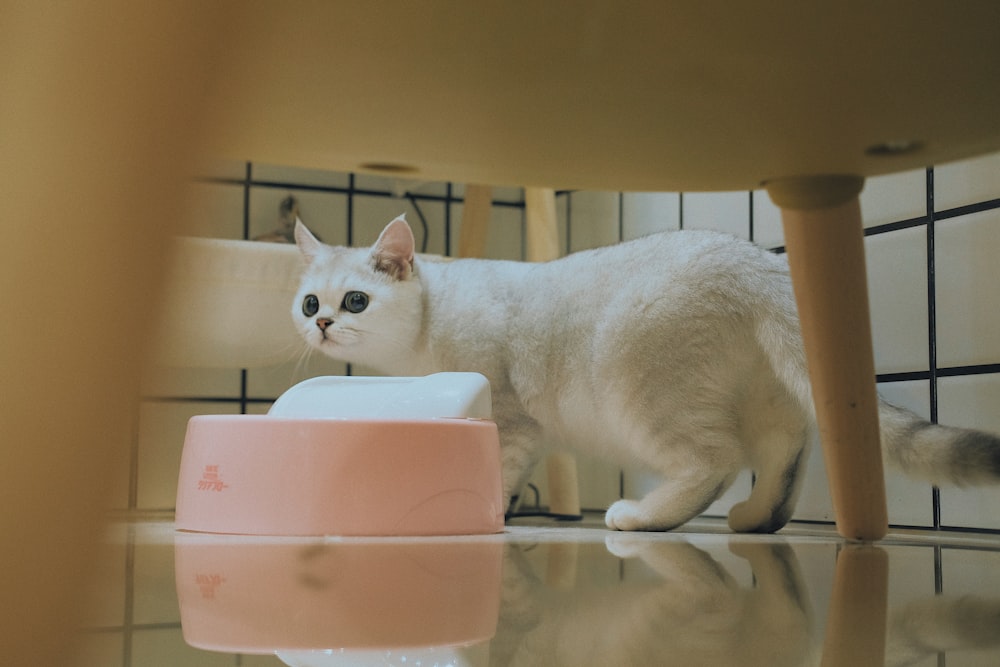 gato munchkin branco ao lado da tigela rosa