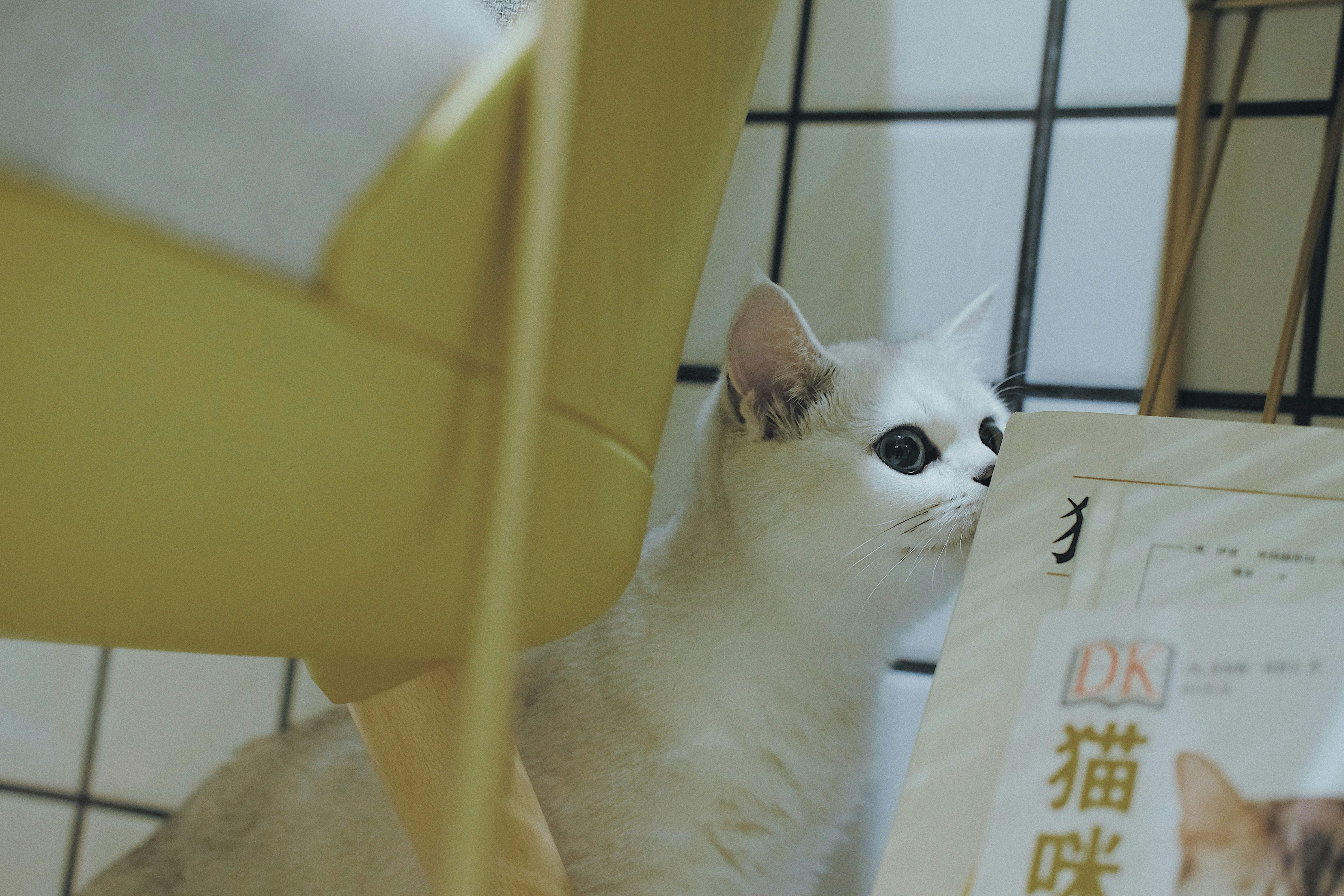 고양이 하우스 추천 예민한 고양이도 편하게 숨는 공간 고르는 법