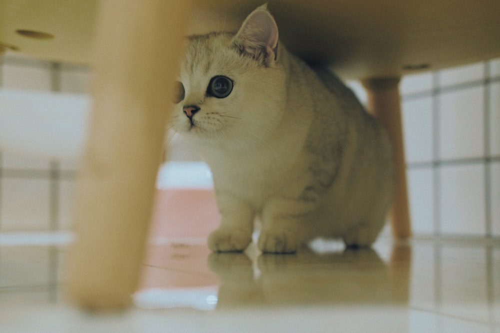 white munchkin cat on white surface