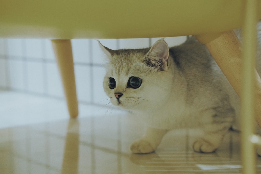 white munchkin cat on white surface