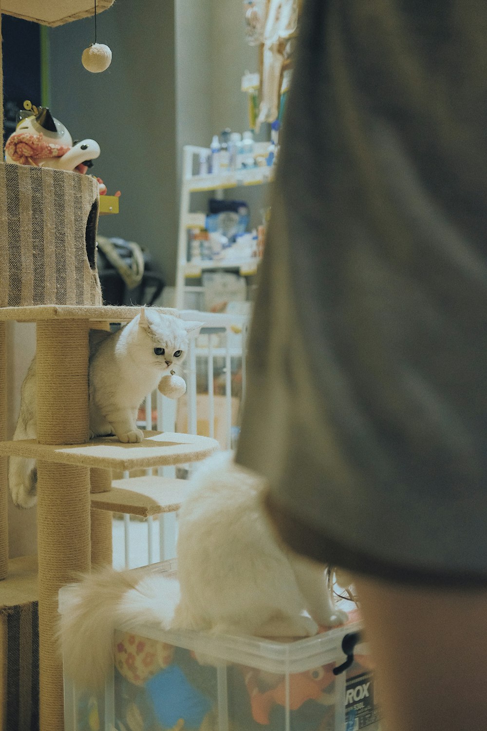 selective focus photo of cat standing on cat tree