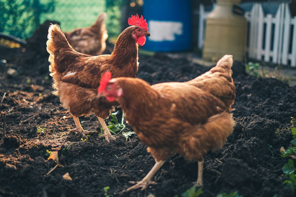 two brown chickens