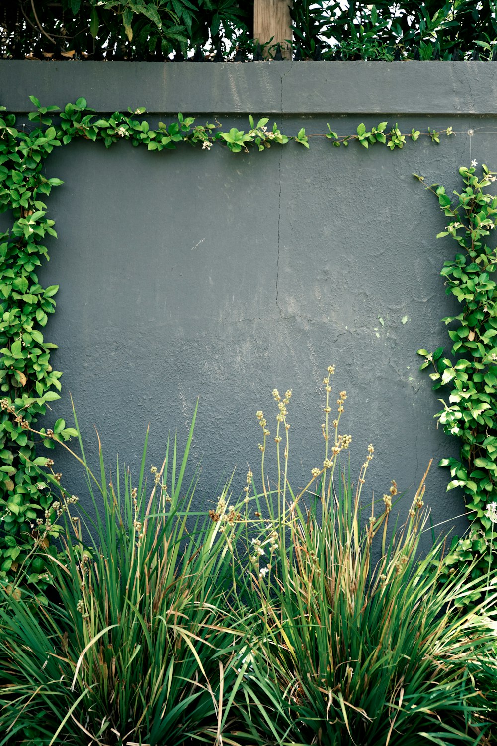 Hierba verde al lado de la pared