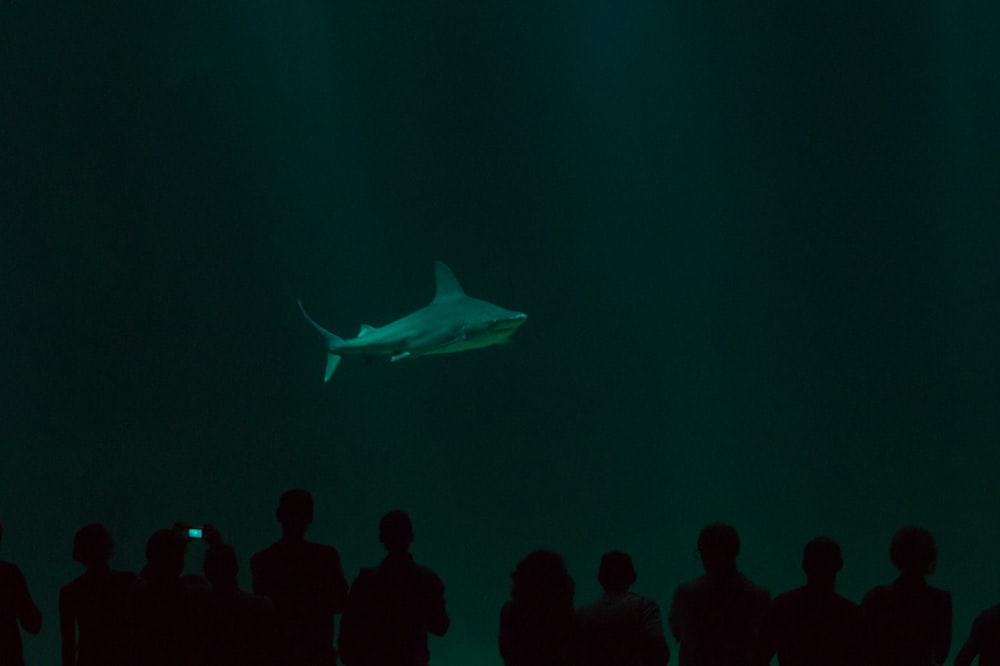 Requin dans un aquarium souterrain