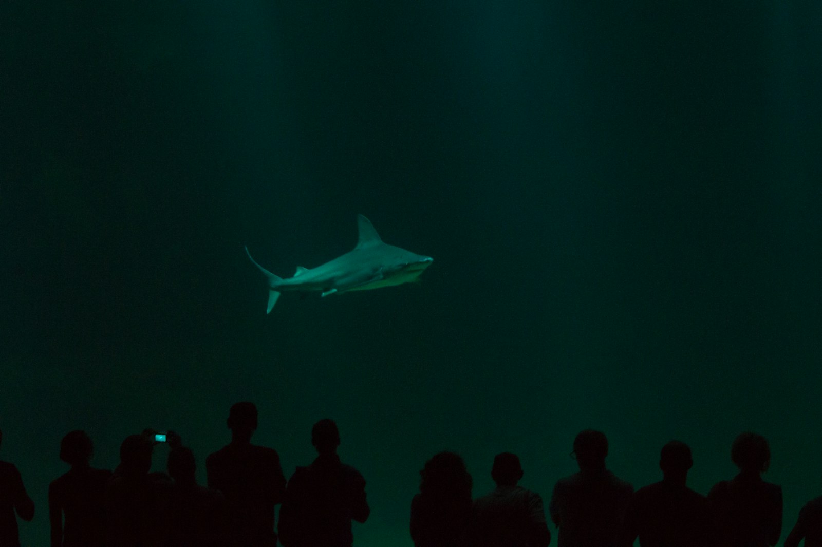 Minolta AF 70-210mm F4 Macro sample photo. Shark in underground aquarium photography