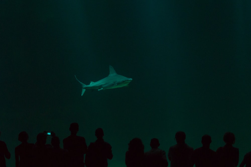 shark in underground aquarium