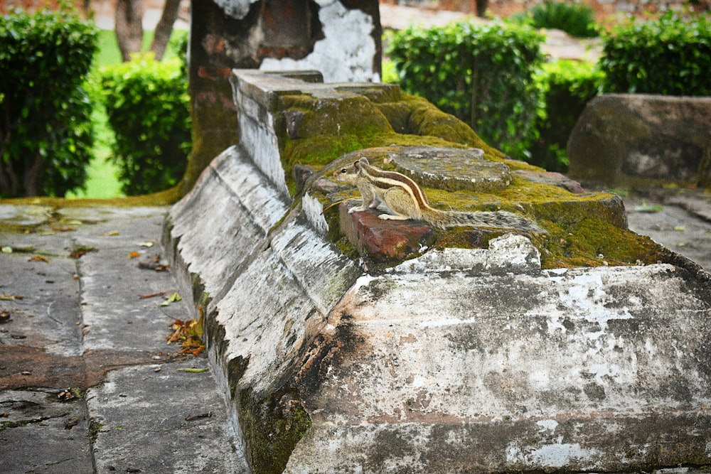 moss on concretes