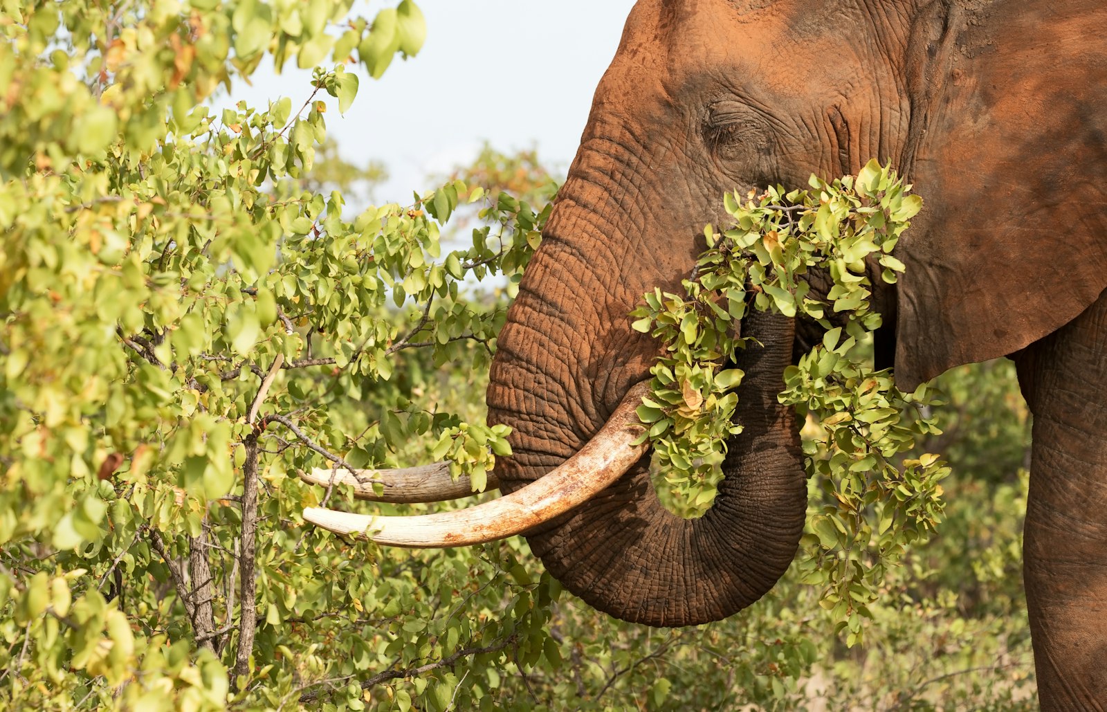 Canon EOS 6D Mark II + Canon EF 100-400mm F4.5-5.6L IS II USM sample photo. Brown elephant photography