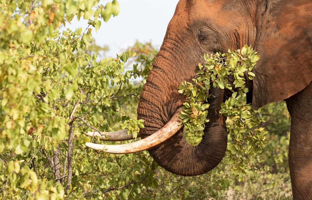 brown elephant