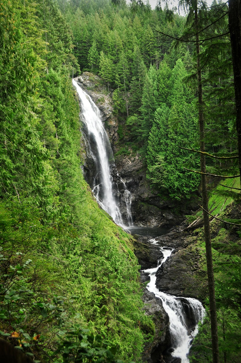 fiume nella foresta