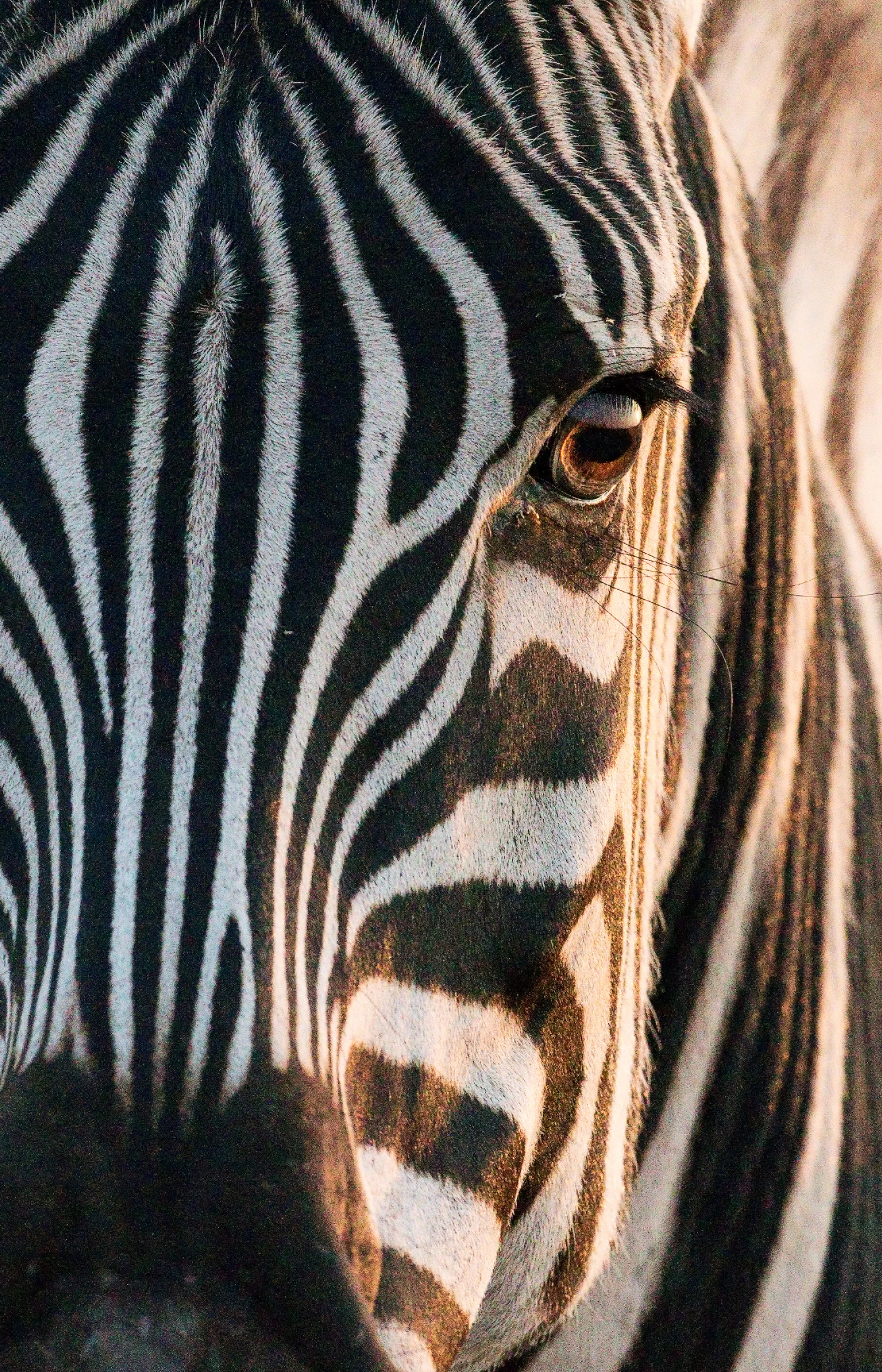 Close-up of a zebra's face