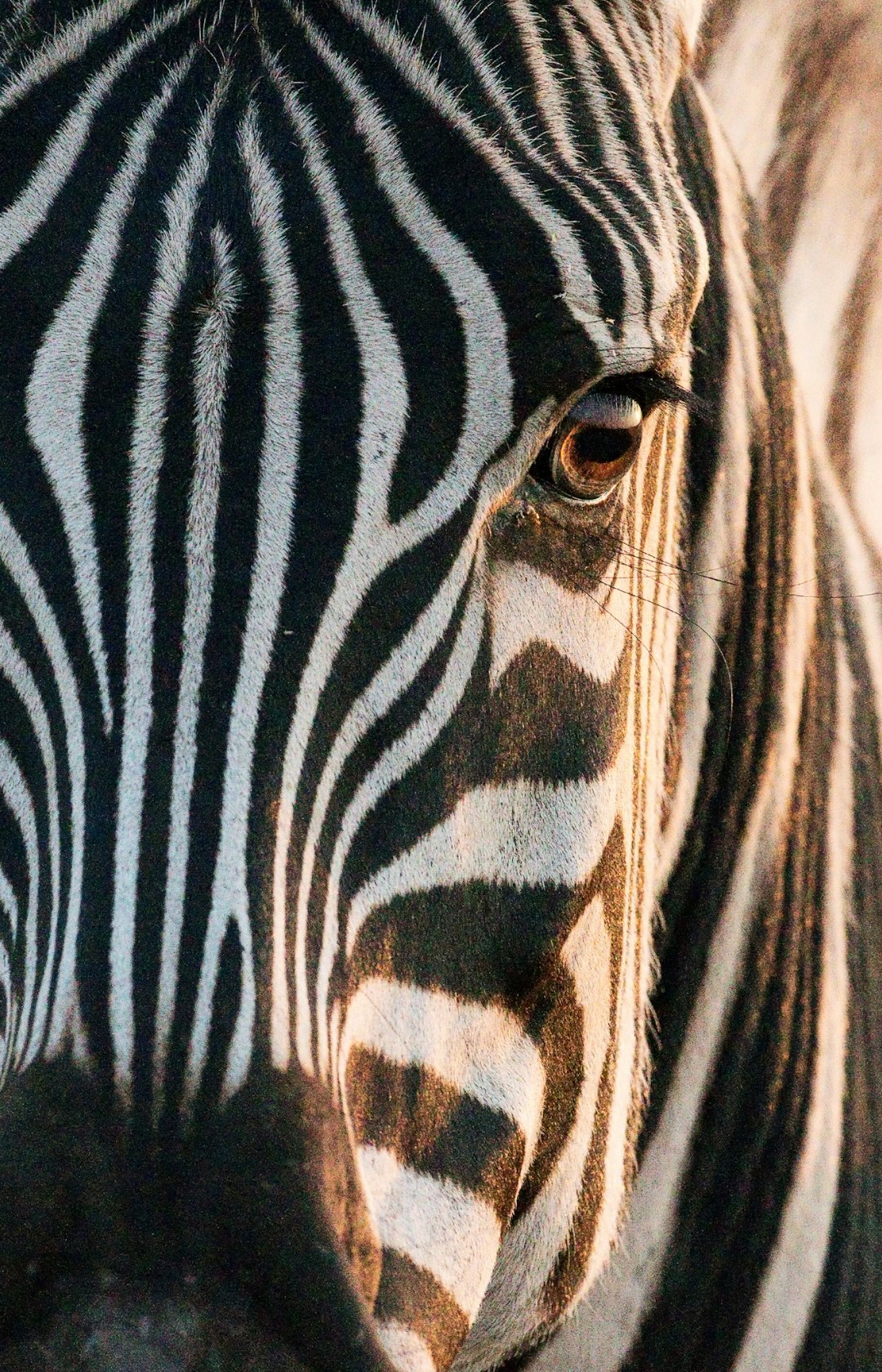  zebra zebra