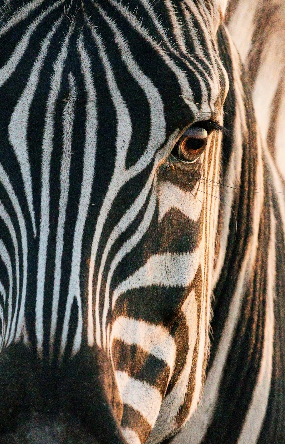 zebra