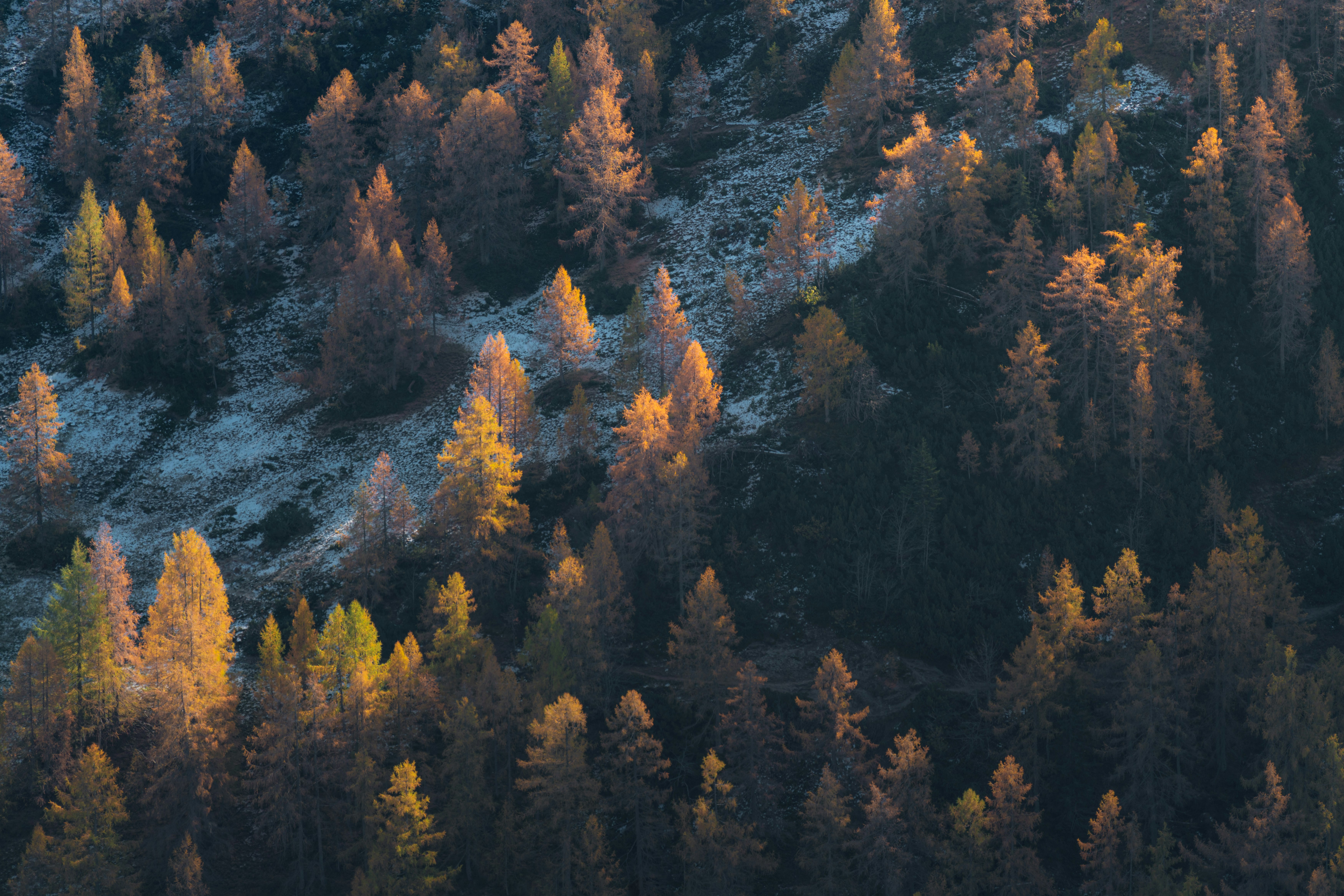 tall trees on mountain