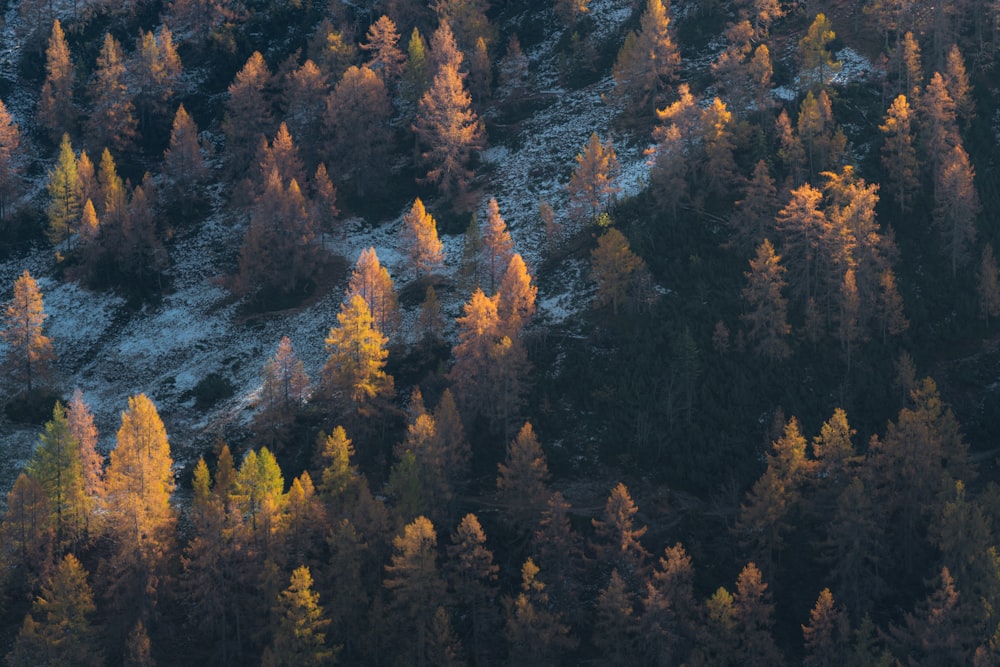 tall trees on mountain