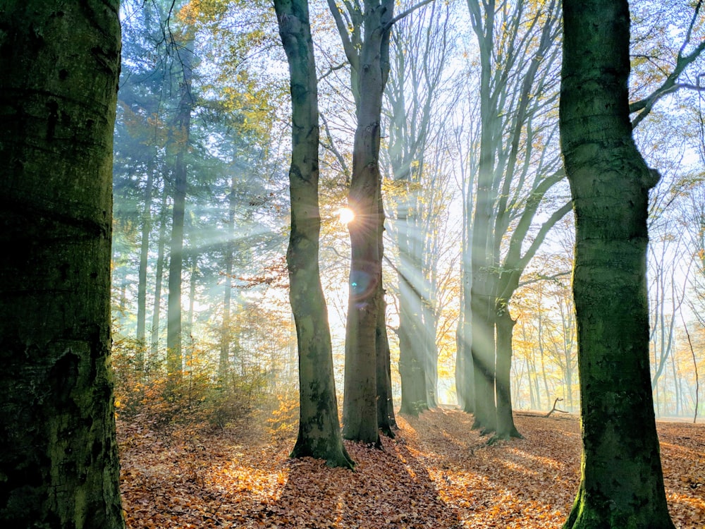 a forest filled with lots of trees covered in leaves