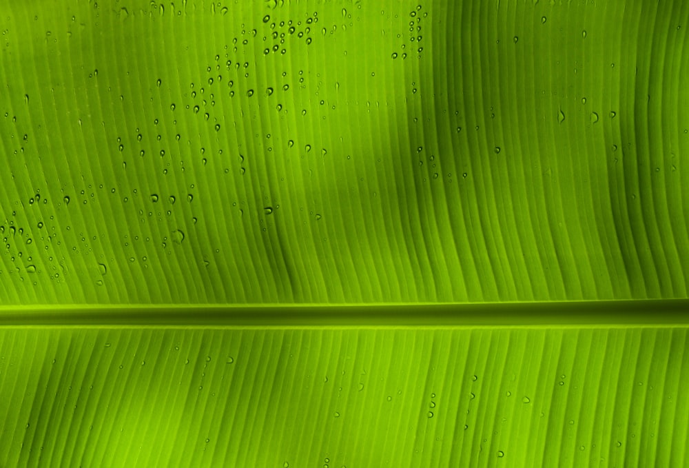 a close up of a green leaf with drops of water on it