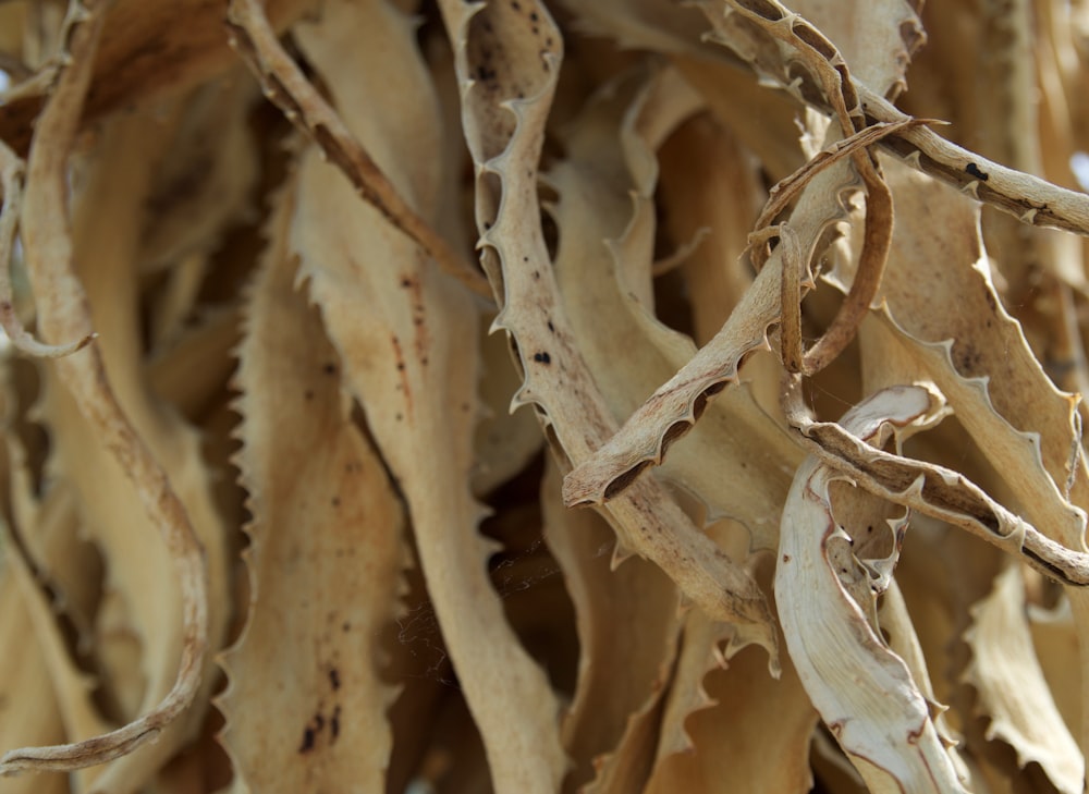 fried leaves