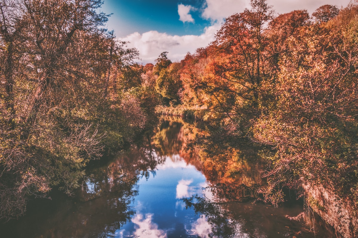 The River Lagan flowing through Lagan Valley Regional Park within the Lisburn and Castlereagh City Council area