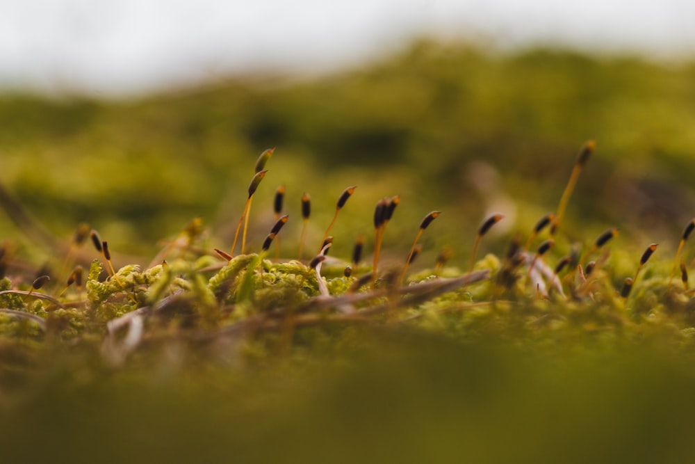 selective-focus photograph of plants