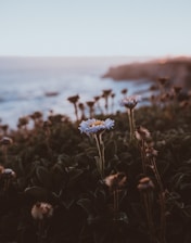 daisy flower photograph