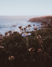 daisy flower photograph