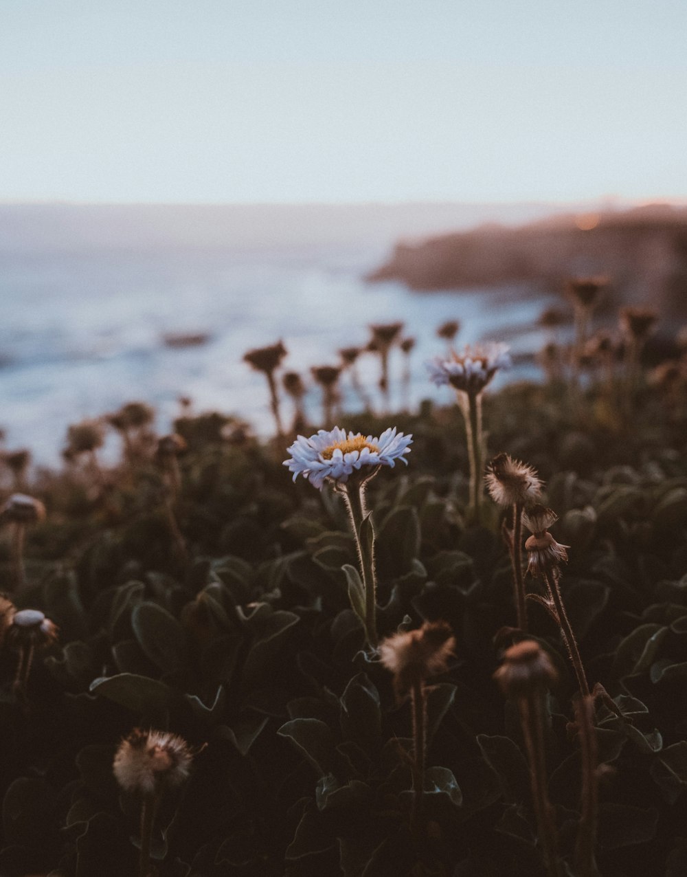 daisy flower photograph