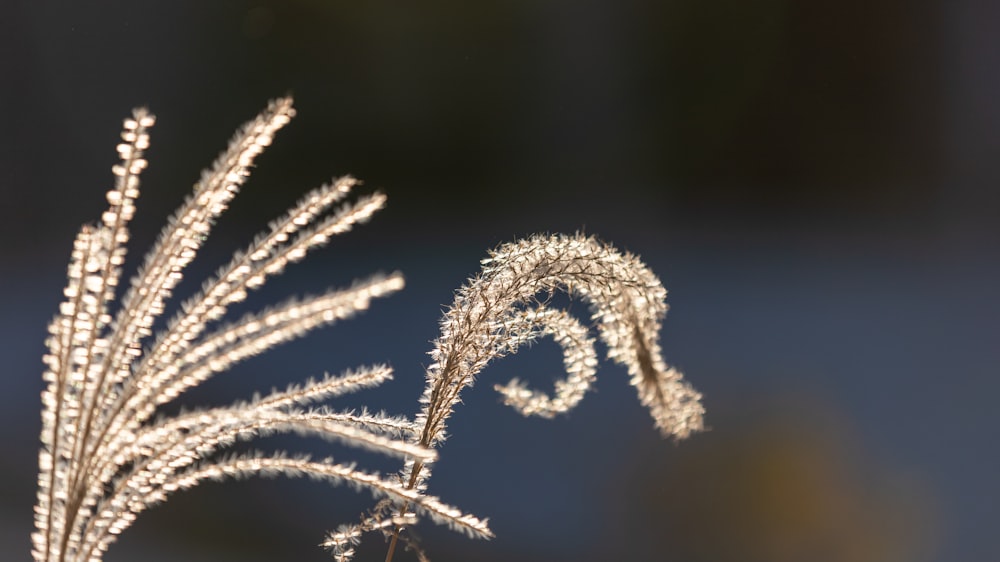 a close up of a plant with a blurry background