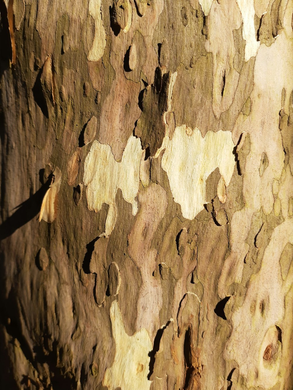 a close up of the bark of a tree