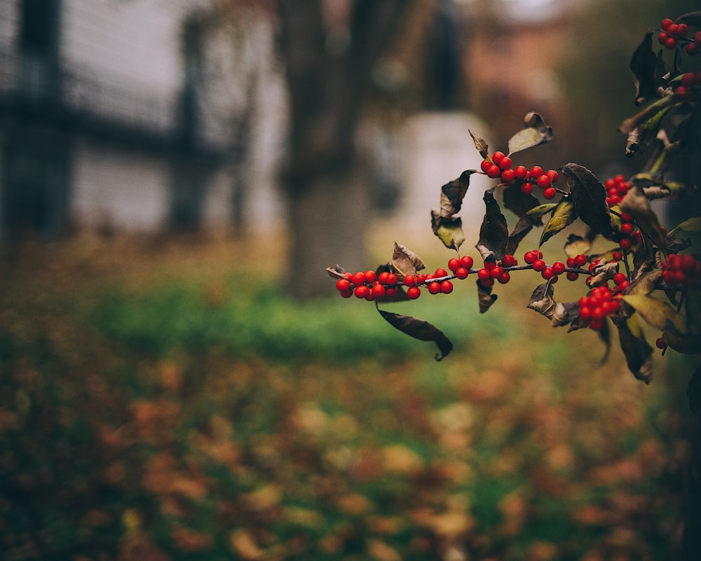 red fruit