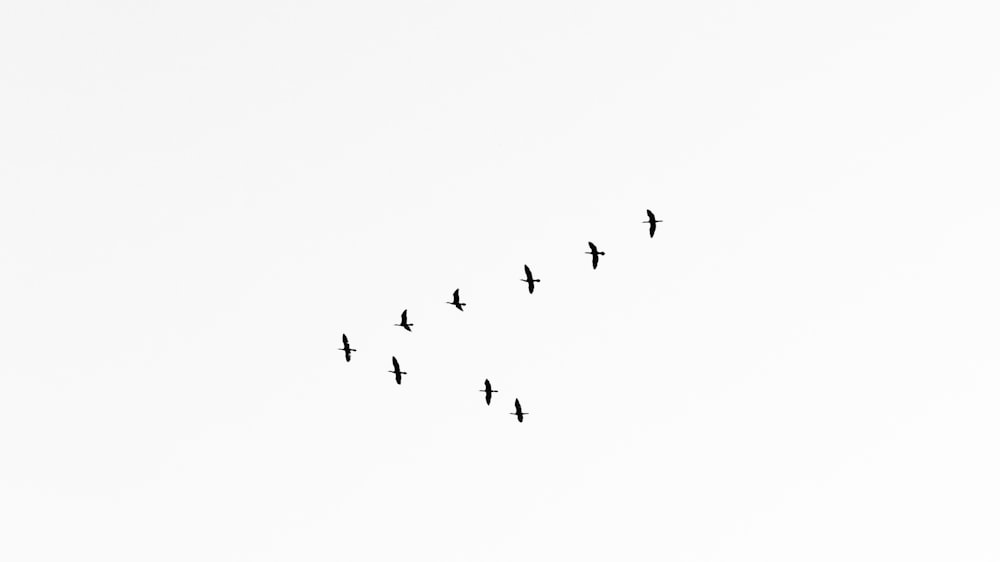 bandada de pájaros en el aire