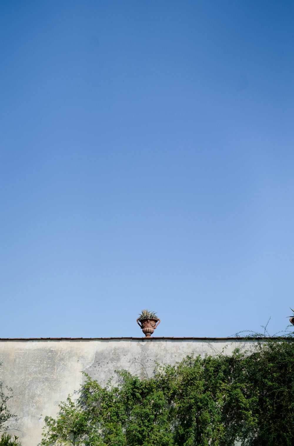 a potted plant sitting on top of a roof