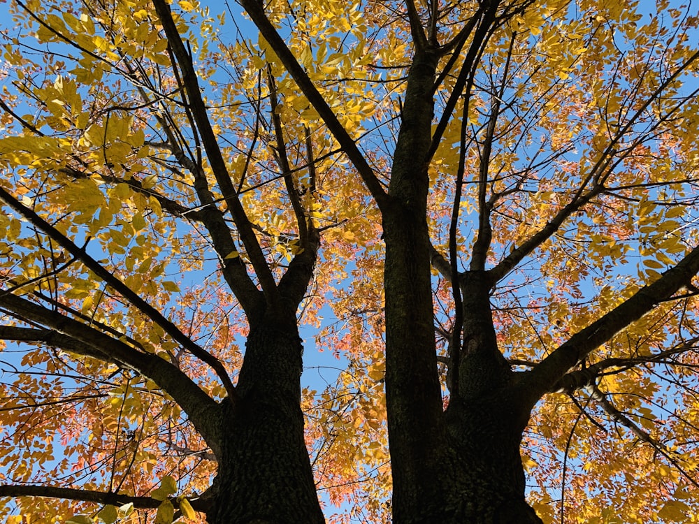 yellow tree