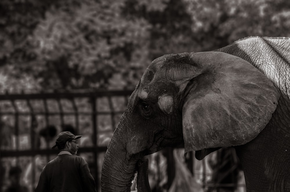 grayscale photography of elephant