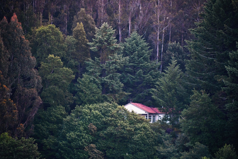 red roofed house