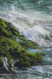 river in forest