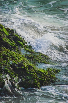 river in forest