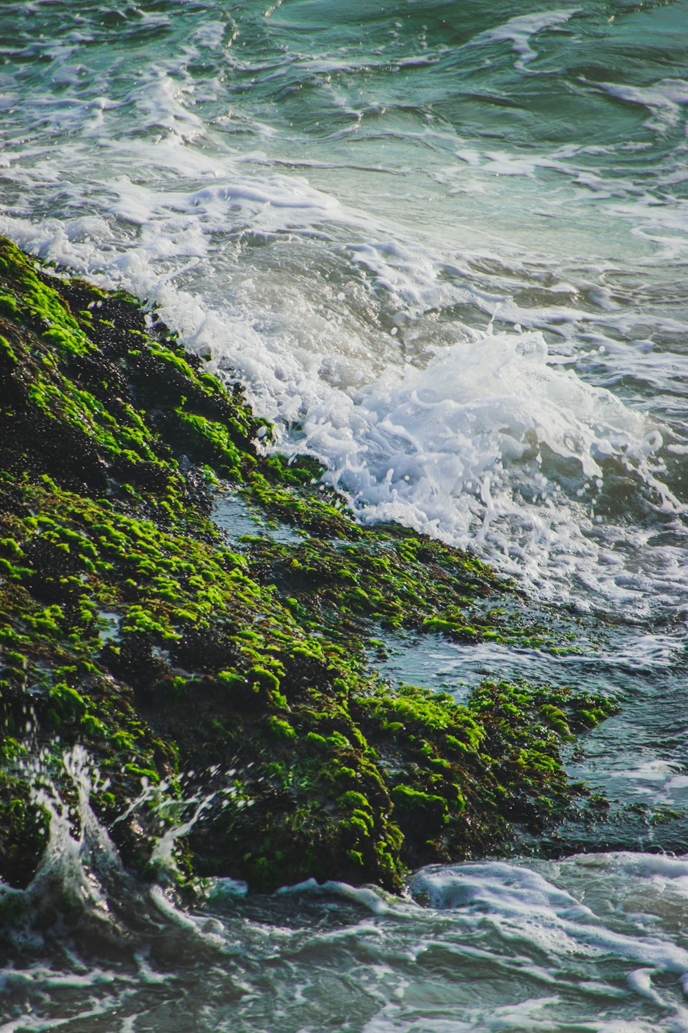 river in forest