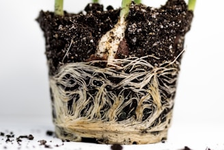 a close up of a potted plant with roots