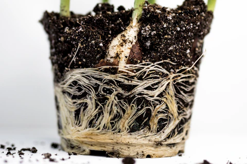 Close-up of houseplant roots in compacted soil showing signs of poor drainage and being root-bound
