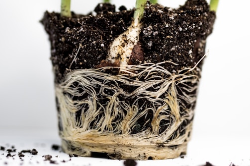 a close up of a potted plant with roots