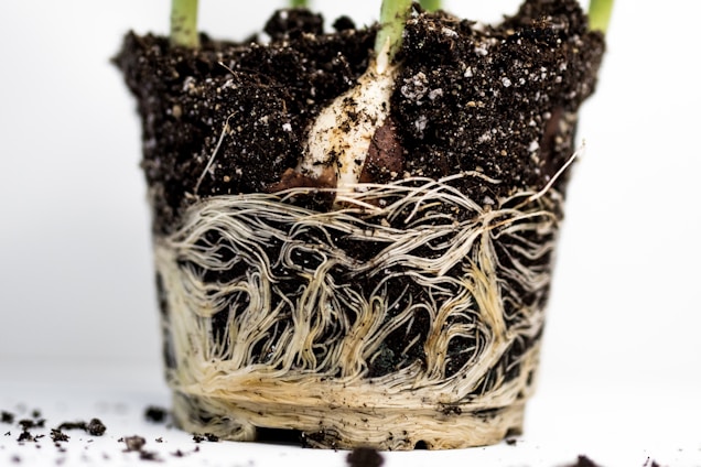 a close up of a potted plant with roots