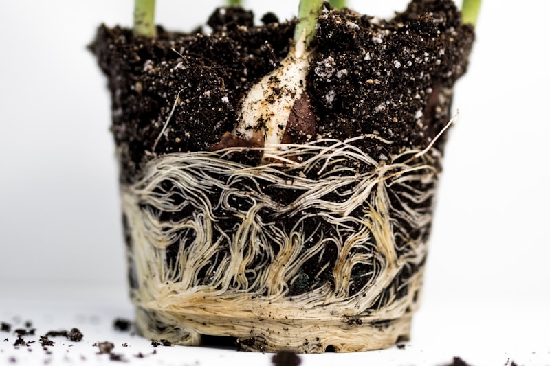 観葉植物の根腐れは復活できる？原因と6ステップの対処法