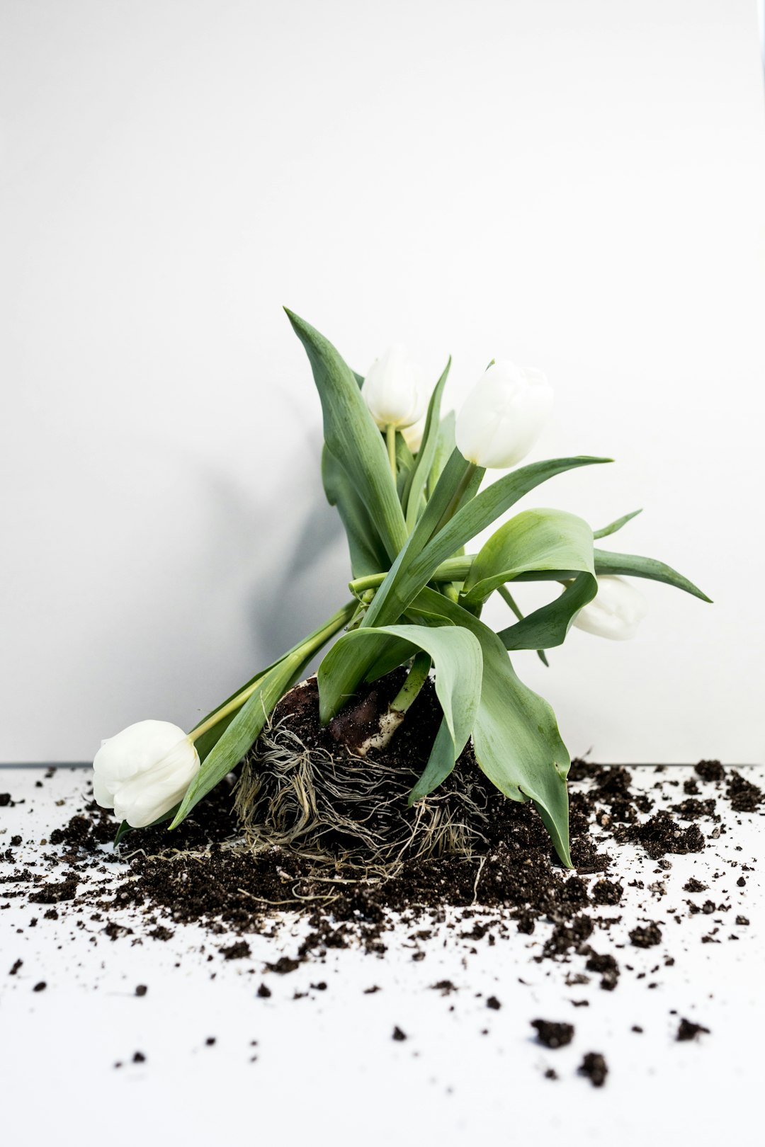 green leafed plant on white surface