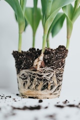 green-leafed plant