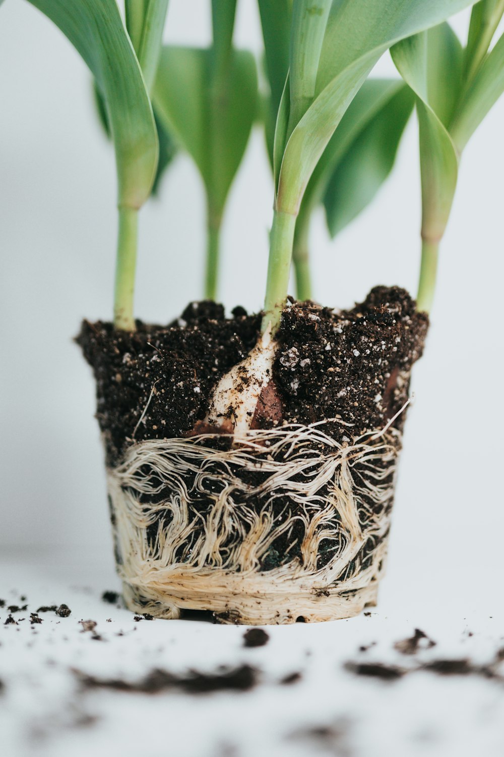 green-leafed plant