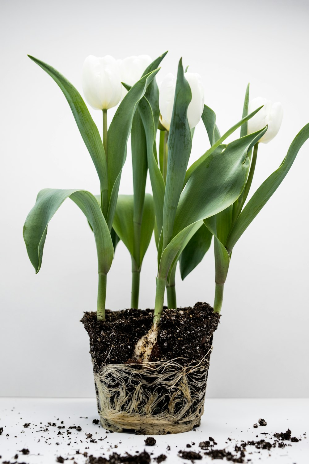 화이트 튤립 꽃 식물