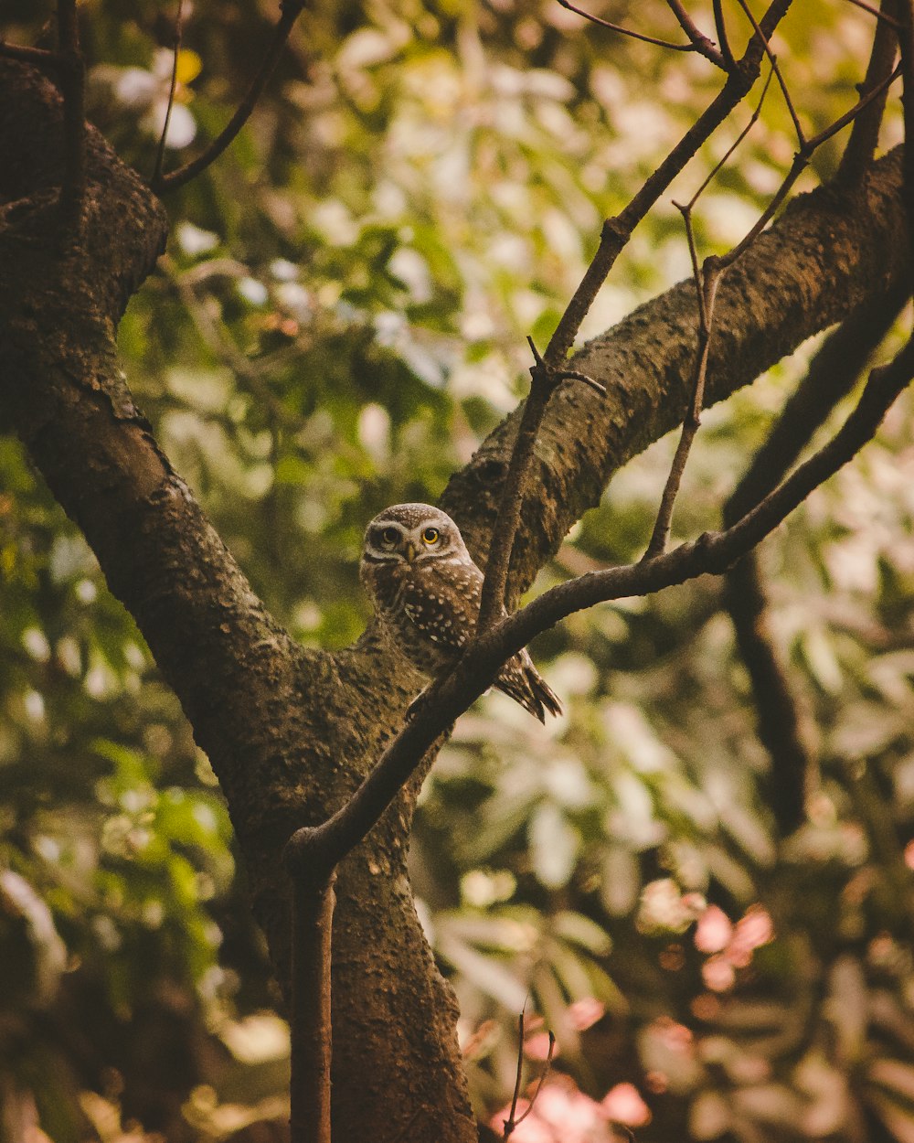 brown owl perching on brown tree branch