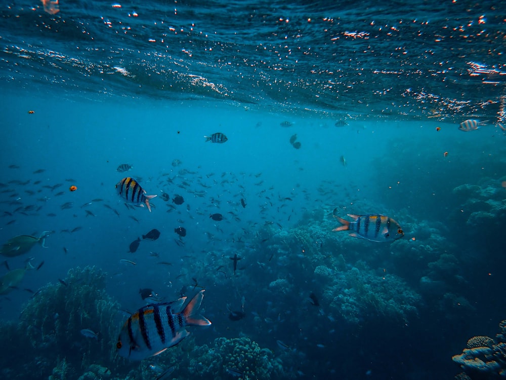 水中の魚の縞模様の群れ