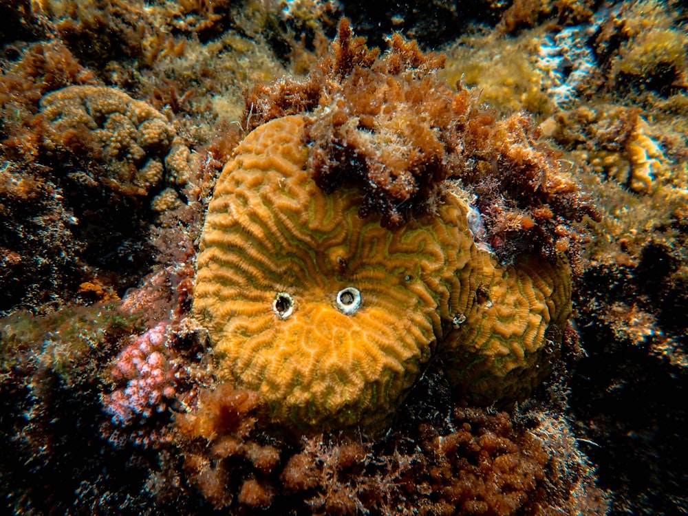 brown coral during daytime